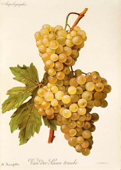 Van der Laan Traube Grape by Alexis Kreyder
