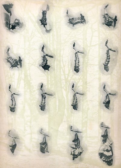 The Evolution of a Caterpillar by Alfred Harold Bastin