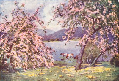 Lake District: Esthwaite Water, Apple Blossom by Alfred Heaton Cooper