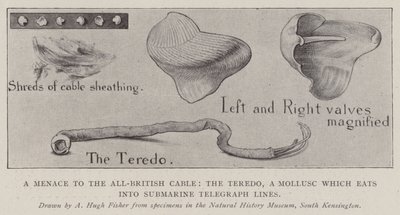 A Menace to the All-British Cable, the Teredo, a Mollusc which eats into Submarine Telegraph Lines by Alfred Hugh Fisher