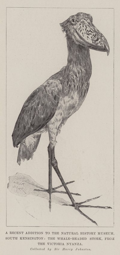 A Recent Addition to the Natural History Museum, South Kensington, the Whale-Headed Stork, from the Victoria Nyanza by Alfred Hugh Fisher