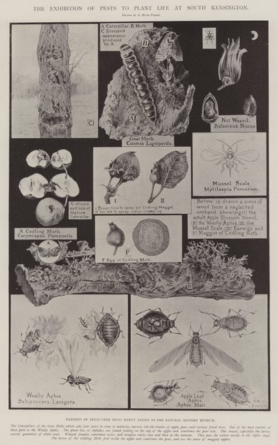The Exhibition of Pests to Plant Life at South Kensington by Alfred Hugh Fisher