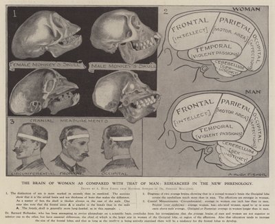 The Brain of Woman as Compared with That of Man: Researches in the New Phrenology by Alfred Hugh Fisher