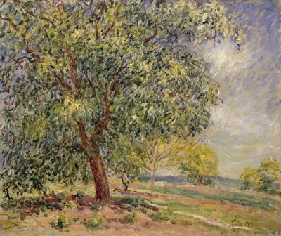 Walnut Tree at Sablons in Spring, 1885 by Alfred Sisley