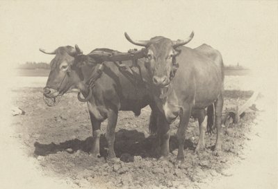 An Idyll by Alfred Stieglitz