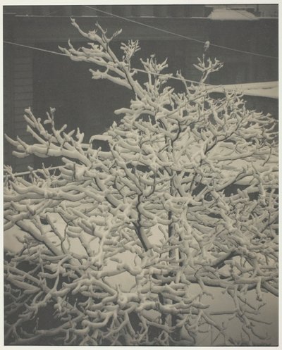 From the Back-Window 291 Snow-Covered Tree, Back-Yard by Alfred Stieglitz