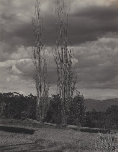Poplars—Lake George by Alfred Stieglitz