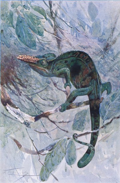 African Chameleon, Illustration from 