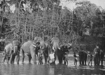 Sacred Elephants Bathing in the Mahaweli Ganga at Katugastota by Alfred William Amandus Plate