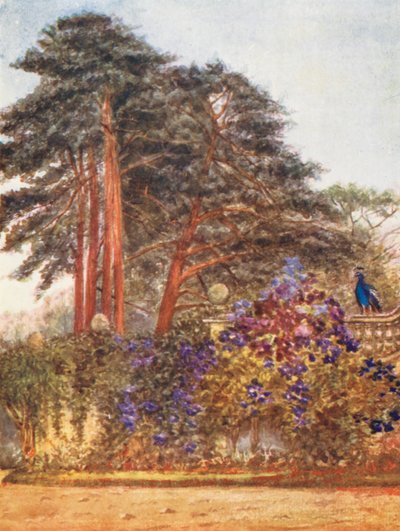 New Forest: Scotch Firs and Garden Wall at Park Hill, Evening Light by Alice Julia Argles