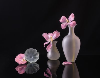 Fading Pink Tulips by Alice Sheng