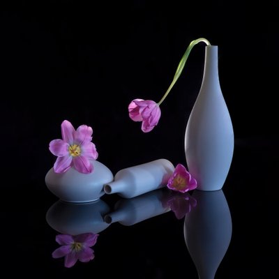 Reflected Purple Tulips by Alice Sheng