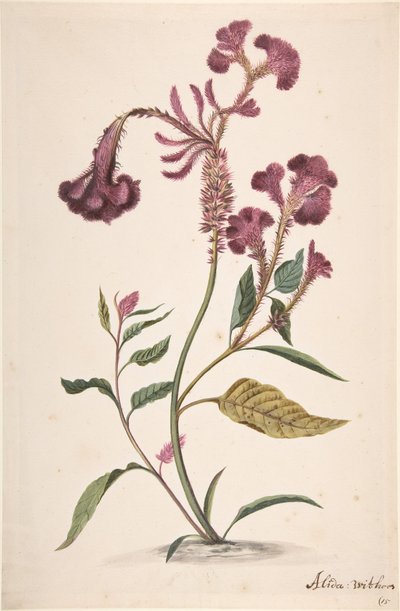 Study of a Hanekam Celosia argentea, n.d. by Alida Withoos