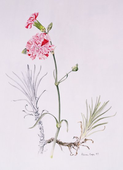 Old Variety of Dianthus, 1997 by Alison Cooper