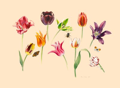 Spring Tulips and Insects by Alison Cooper