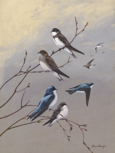 Swallow by Allan Brooks by Allan Brooks