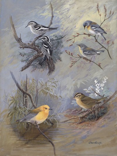 Warblers 002 by Allan Brooks by Allan Brooks