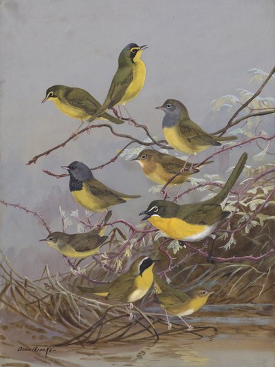 Warblers 003 by Allan Brooks by Allan Brooks