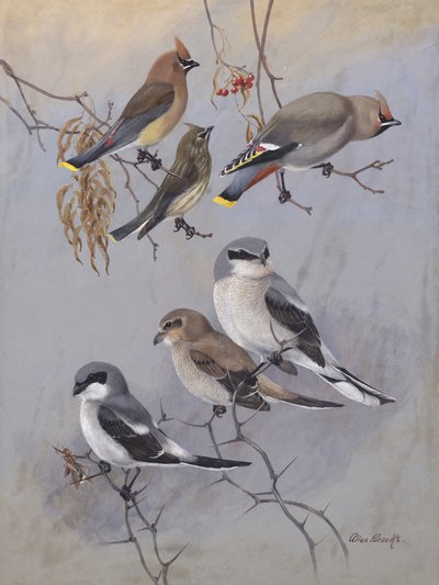 Waxwings by Allan Brooks by Allan Brooks