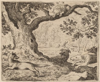 Reynard
