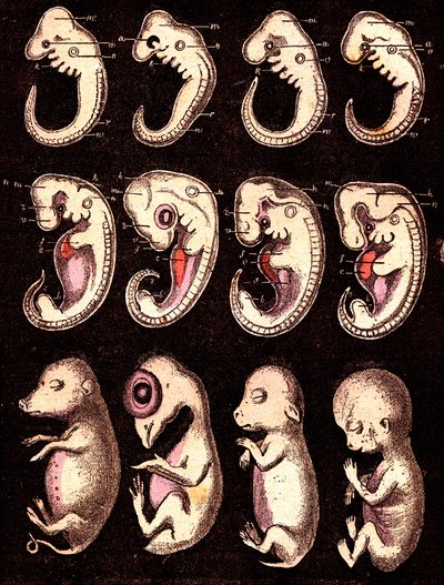 Compared embryos of 4 vertebrae (pig, hen, rabbit, man). Drawing by A. Demarle. 1885 by Alphonse Demarle