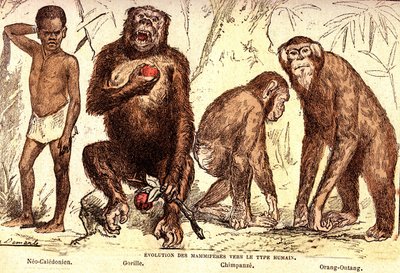 Evolution of mammals to the human type. Drawing by A. Demarle. 1885 by Alphonse Demarle