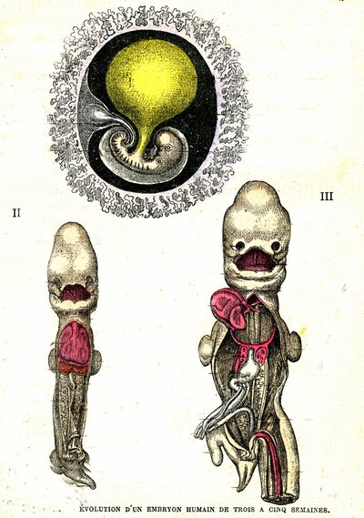 Evolution of the Human Embryo: Natural Creation and Living Beings (by Jules Rengade) by Alphonse Demarle