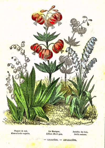 Liliacees, Asparagees: Natural Creation and Living Beings. Drawing by A. Demarle. 1885 by Alphonse Demarle
