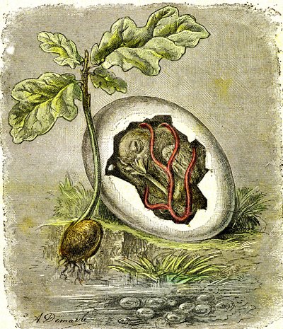 Nature. Egg and seed: First state of organized beings. Natural creation and living beings. Drawing by A. Demarle. 1885 by Alphonse Demarle