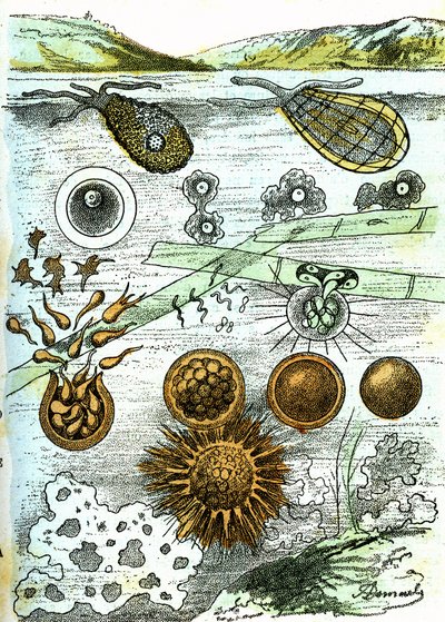 Prehistory-Amibes, Bacteries, Moneres (Growing): Rudimentary Organized Beings by Alphonse Demarle