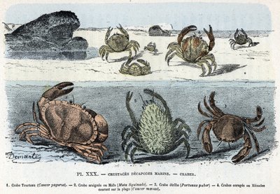 Zoological Plate: Crabs by Rengade by Alphonse Demarle