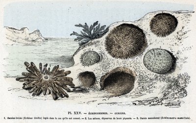 Zoological Plate: Echinoderms, Sea Urchins by Rengade by Alphonse Demarle