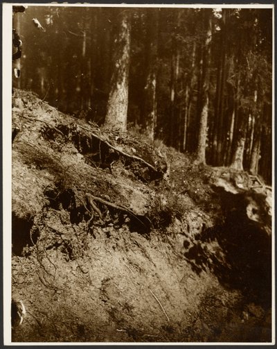 Study of Unearthed Roots of a Tree Exposed from the Side of a Hill by Alphonse Maria Mucha