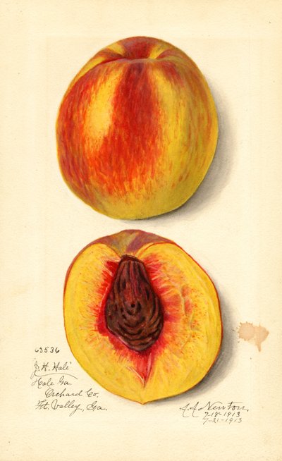 Peaches (Prunus persica: J.H. Hale) by Amanda Almira Newton