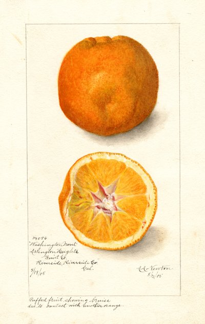 Washington Navel Oranges (Citrus sinensis) by Amanda Almira Newton