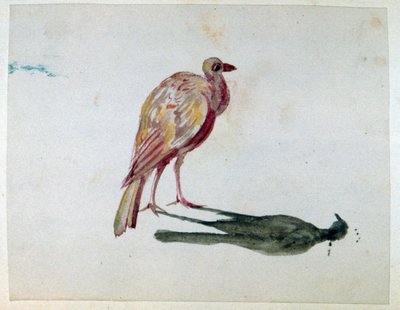 A Bird by Amantine Dupin