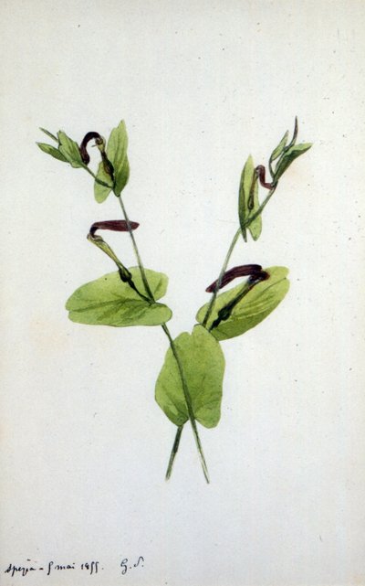 Aristolochia, a large plant genus of the family Aristolochiaceae by Amantine Dupin