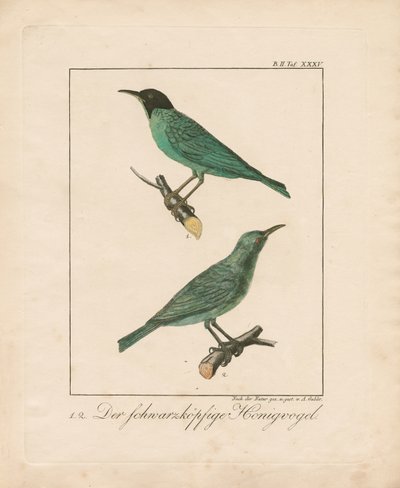 Black-headed Honeyeater by Ambrosius Gabler