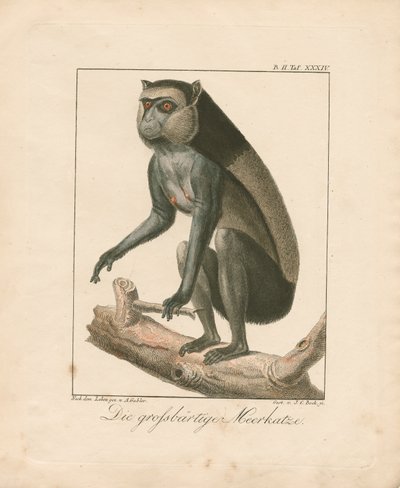 Greater Bearded Monkey by Ambrosius Gabler