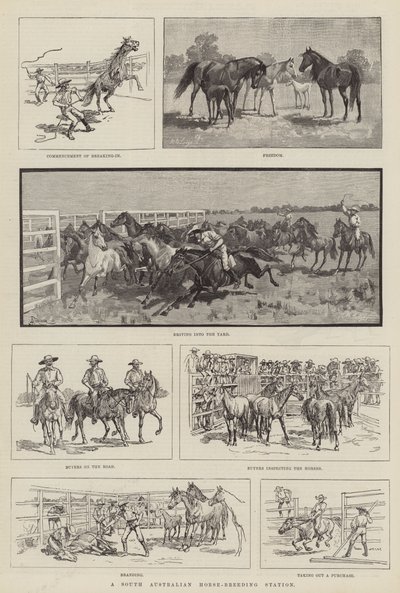 A South Australian Horse-Breeding Station by Amedee Forestier
