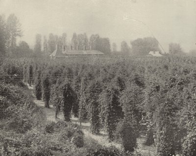 A Washington Hop Yard by American Photographer (after)