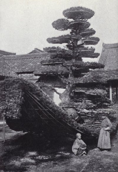 A pine-tree trained into the shape of a boat by American Photographer (after)