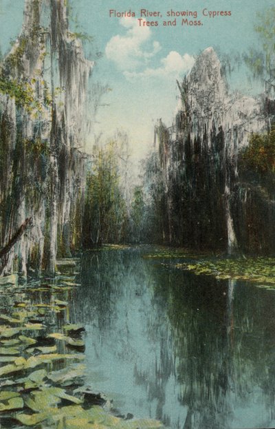 Florida River, showing Cypress Trees and Moss by American Photographer (after)