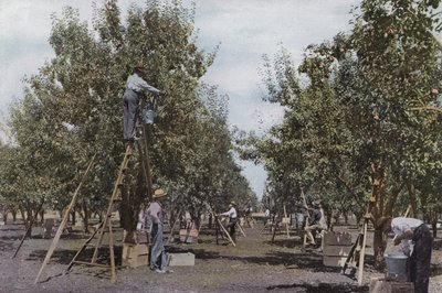 Oregon: Picking Fruit in a Rouge River Valley Orchard by American Photographer (after)