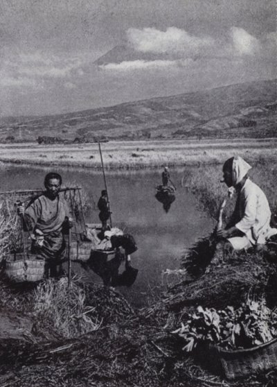 Peasants gathering rushes in the great vegetable district of Suzukawa by American Photographer (after)