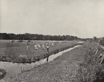 Planting Rice in North Carolina by American Photographer (after)