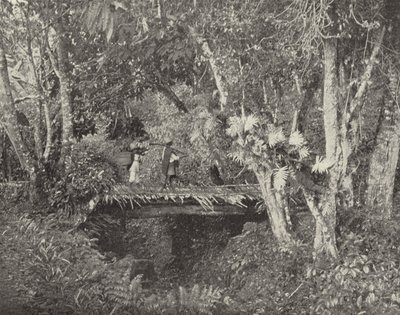 Tropical Scene in the State of Vera Cruz, Mexico by American Photographer (after)