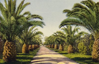 A Driveway in Riverside by American Photographer