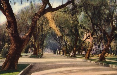 Avenue of Pepper Trees, Pasadena by American Photographer