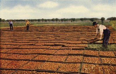 Drying Apricots, San Joaquin Valley by American Photographer